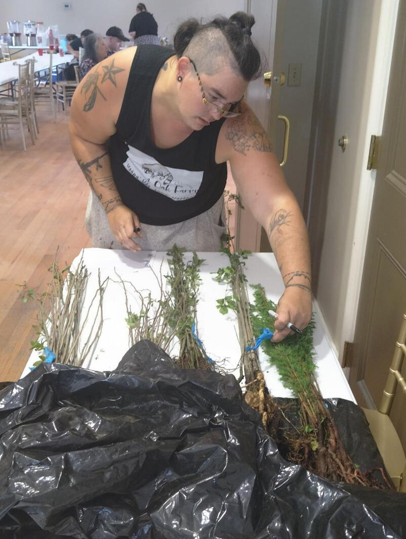 2026 Free Tree Giveaway -Tasso Time